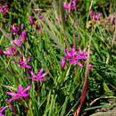 Image of Hesperantha oligantha (Diels) Goldblatt