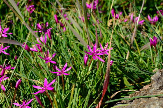 Image of Hesperantha oligantha (Diels) Goldblatt