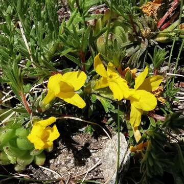 Androsace vitaliana subsp. lepontina (Chiarugi) C. J. Dixon, Gutermann & Schneew. resmi