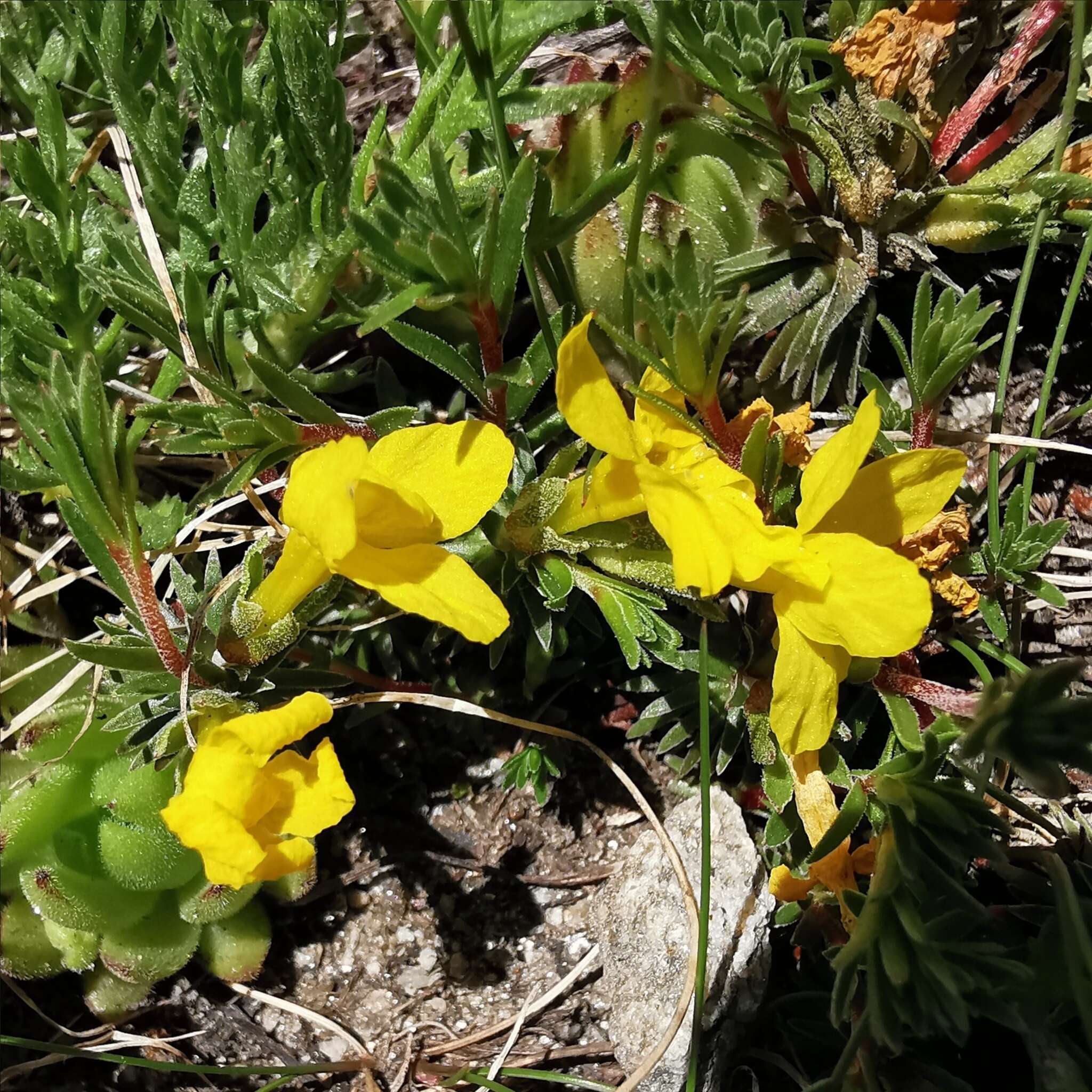 Image of Androsace vitaliana subsp. lepontina (Chiarugi) C. J. Dixon, Gutermann & Schneew.