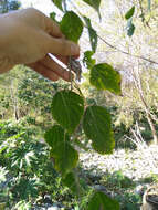 صورة Populus mexicana subsp. mexicana