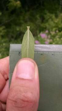 Image of whorled mountainmint