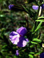 Plancia ëd Mimulus ringens L.