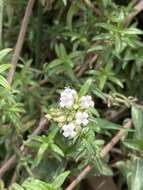 Image de Galianthe bogotensis (Willd.) E. L. Cabral & Bacigalupo