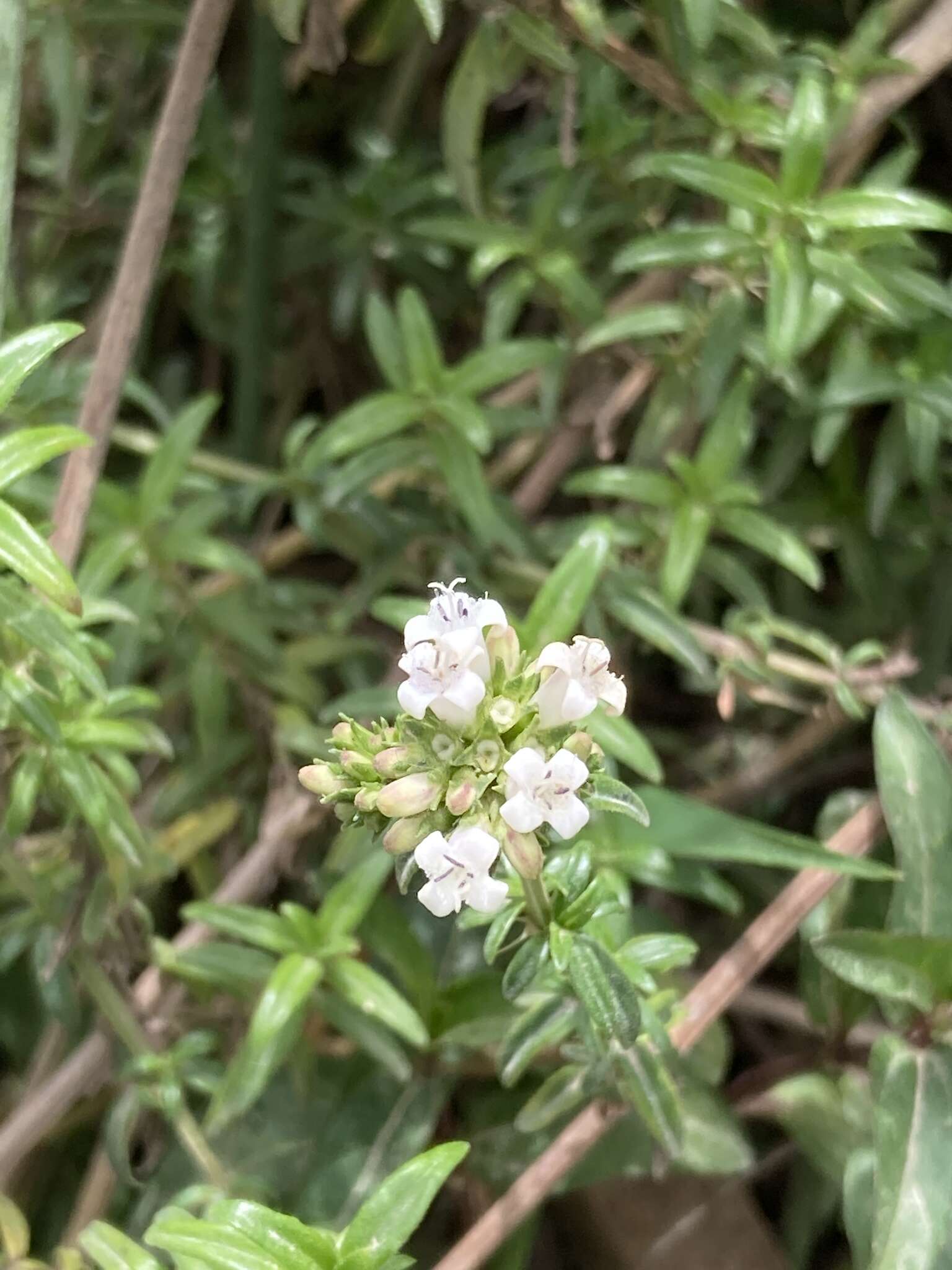 Image de Galianthe bogotensis (Willd.) E. L. Cabral & Bacigalupo