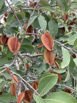 Image of Bicoloured Bushwillow