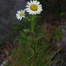 Image of Aster takasagomontanus Sasaki