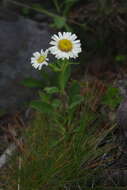 Image of Aster takasagomontanus Sasaki