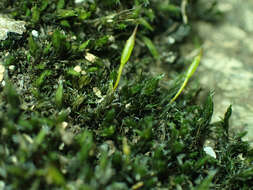 Image of racomitrium moss