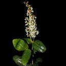 Image of Weinmannia crassifolia Ruiz, Pav. apud Lopez