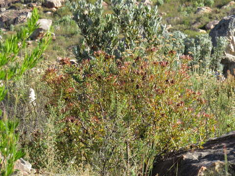 Image of Leucadendron glaberrimum subsp. erubescens I. J. M. Williams