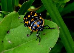 Image of Harlequin Bug