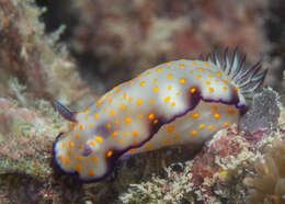 Sivun Hypselodoris pulchella (Rüppell & Leuckart 1830) kuva