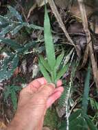 Plancia ëd Austroblechnum patersonii (R. Br.) Gasper & V. A. O. Dittrich