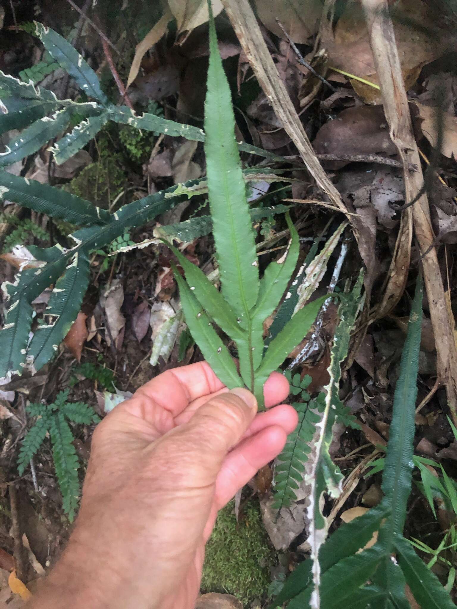 Image of Austroblechnum patersonii (R. Br.) Gasper & V. A. O. Dittrich