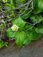 Image of Valeriana lapathifolia Vahl