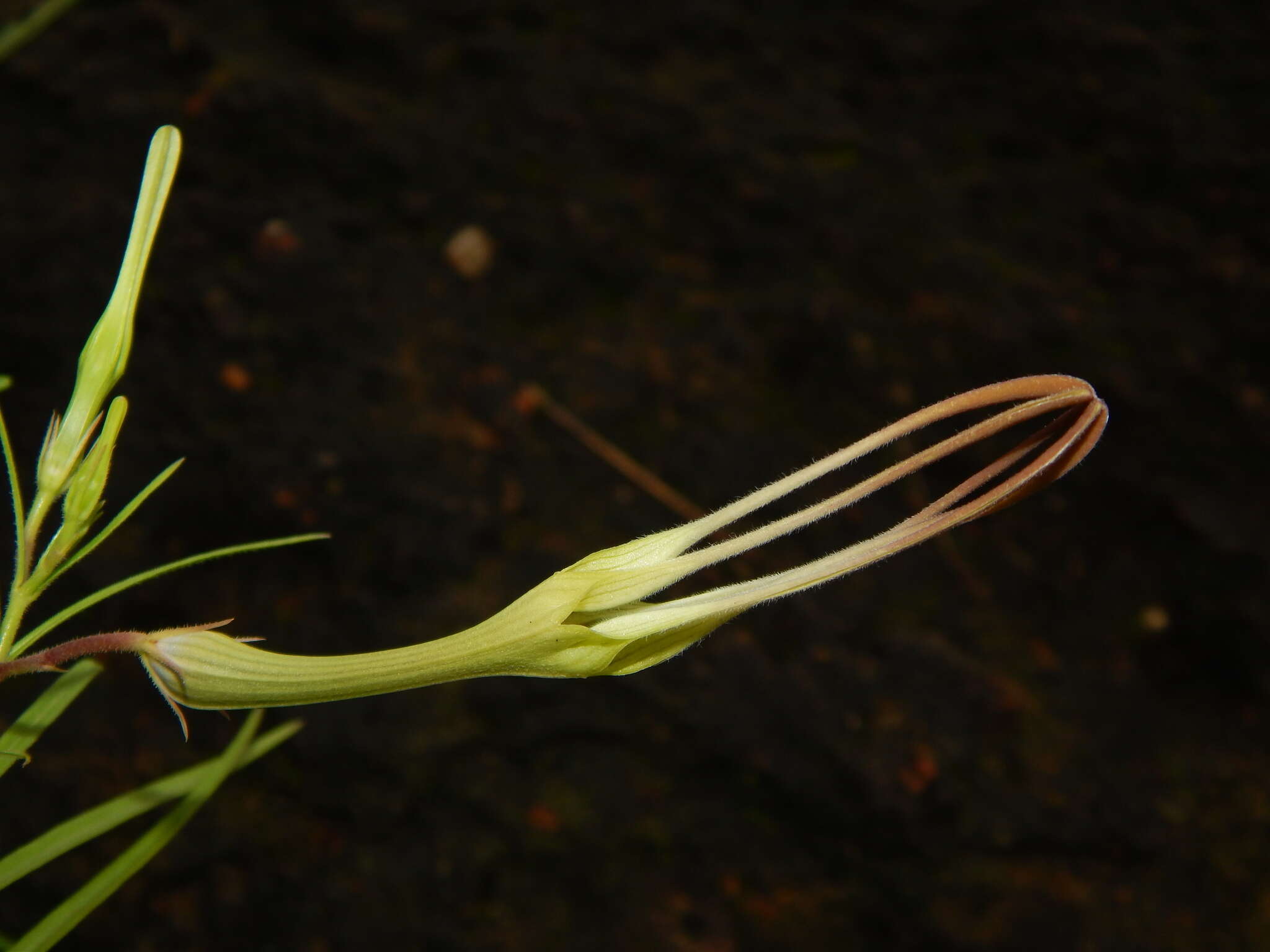 Image de Ceropegia attenuata Hook.