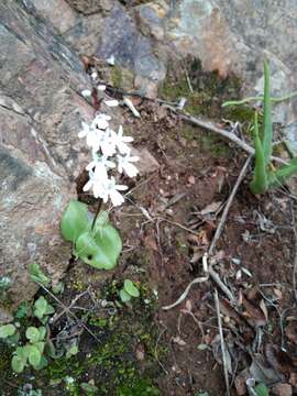 Imagem de Holothrix parviflora (Lindl.) Rchb. fil.