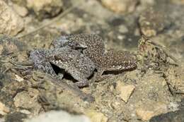 Image of Cradock Thick-toed Gecko