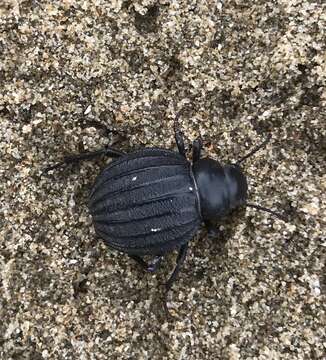 Image of Pimelia bipunctata Fabricius 1781