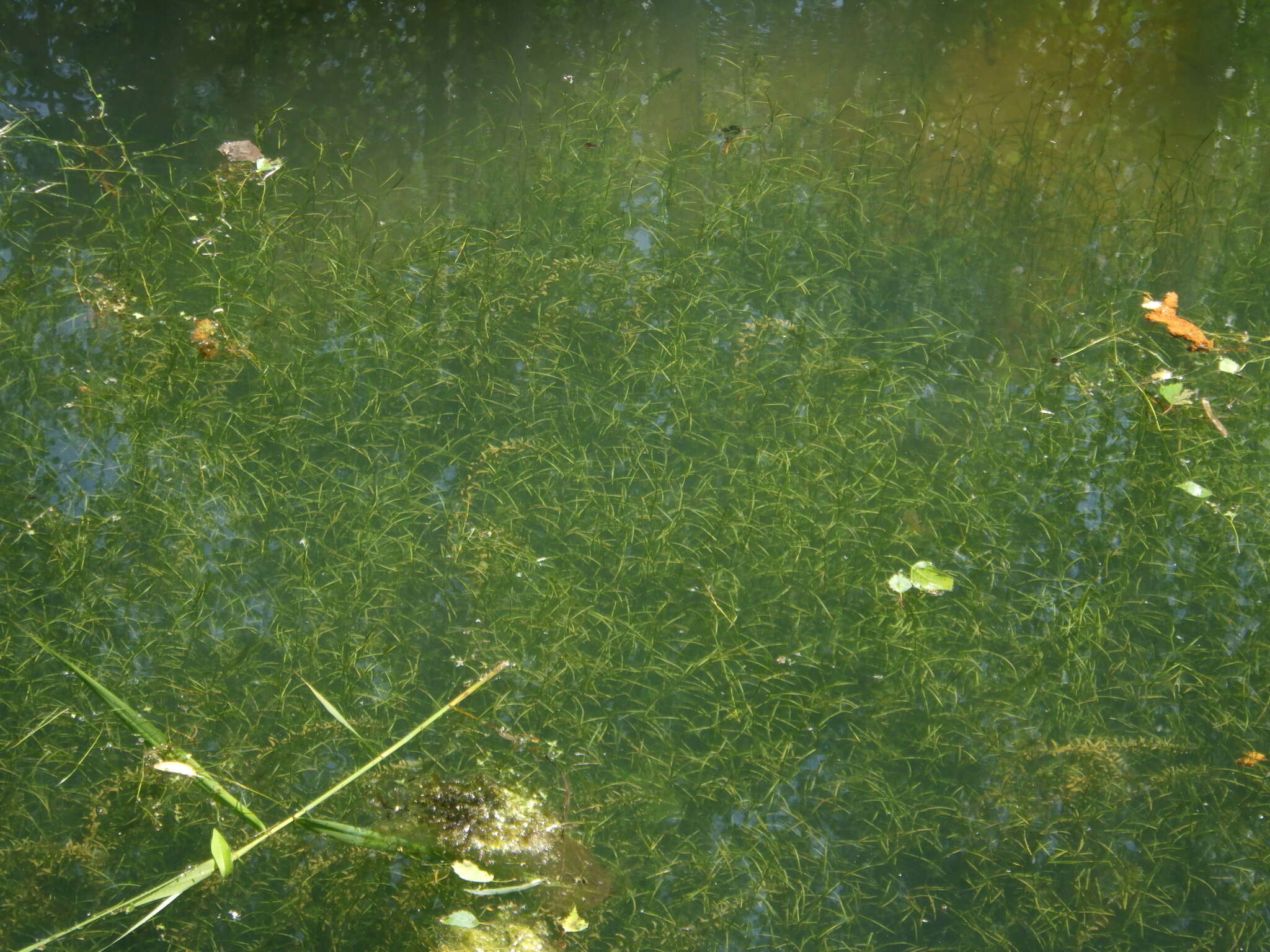 Image of Small Pondweed