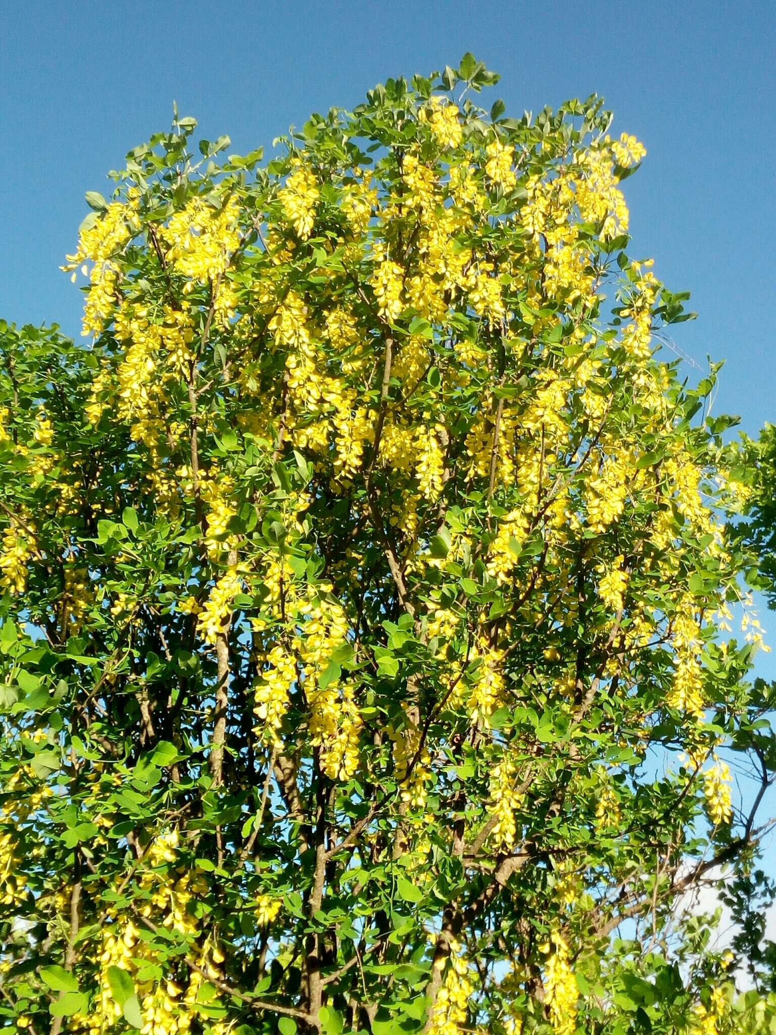 Image of Common Laburnum