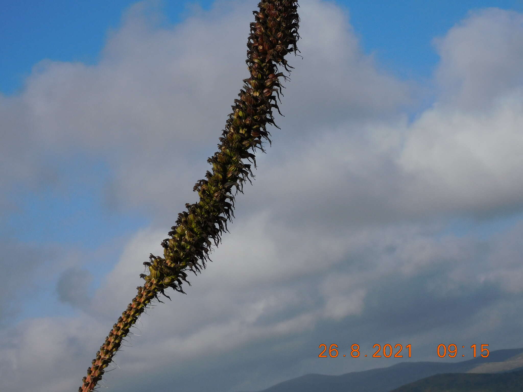 Agave striata subsp. striata resmi