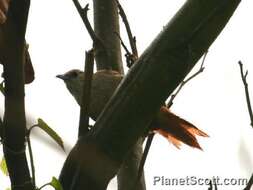 Image of Parker's Spinetail