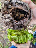 Imagem de Carpotroche brasiliensis (Raddi) Endl.