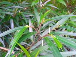 Image of Piper linearifolium C. DC.