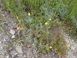 Imagem de Eschscholzia ramosa (Greene) Greene