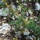 Image of Astragalus versicolor Pall.