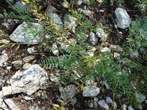 Image of Astragalus versicolor Pall.