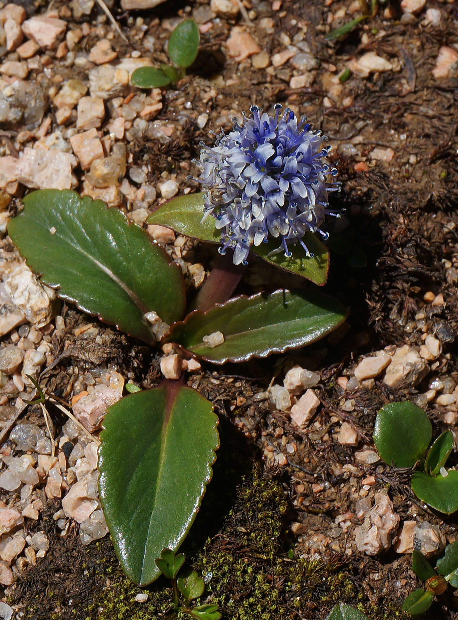 Image of Lagotis ramalana Batalin