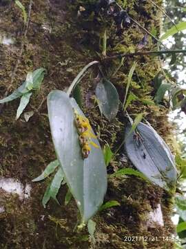 Image of Acianthera deserta (Luer & R. Vásquez) Luer