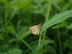 Image of Bush Hopper