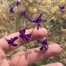 Image of Consolida regalis subsp. divaricata (Ledeb.) Munz