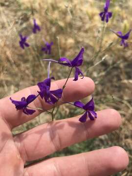 Image of Consolida regalis subsp. divaricata (Ledeb.) Munz