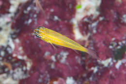 Image of Yellow cardinalfish