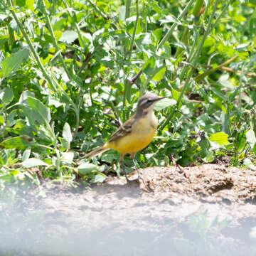 Image of Motacilla flava iberiae Hartert 1921