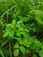 Plancia ëd Medicago platycarpa (L.) Trautv.