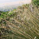 Chionochloa rubra subsp. rubra resmi