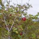 Image of Rosa platyacantha Schrenk