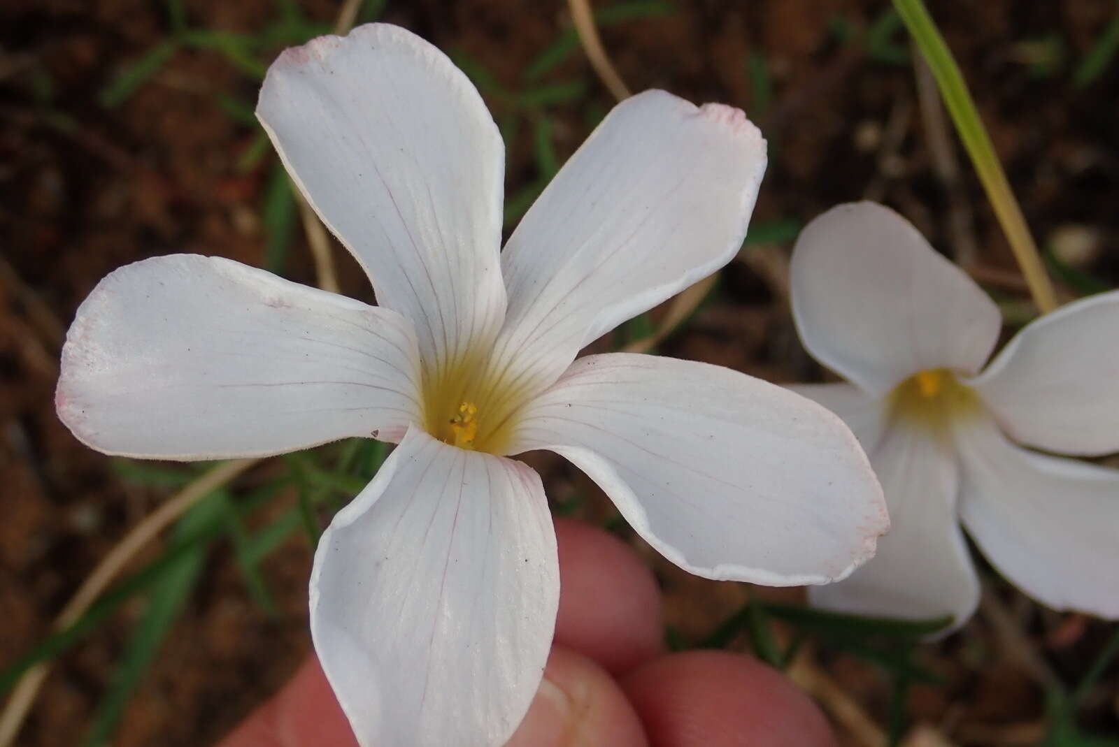 Image of Oxalis ciliaris var. ciliaris