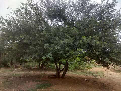 Imagem de Albizia amara (Roxb.) B. Boivin