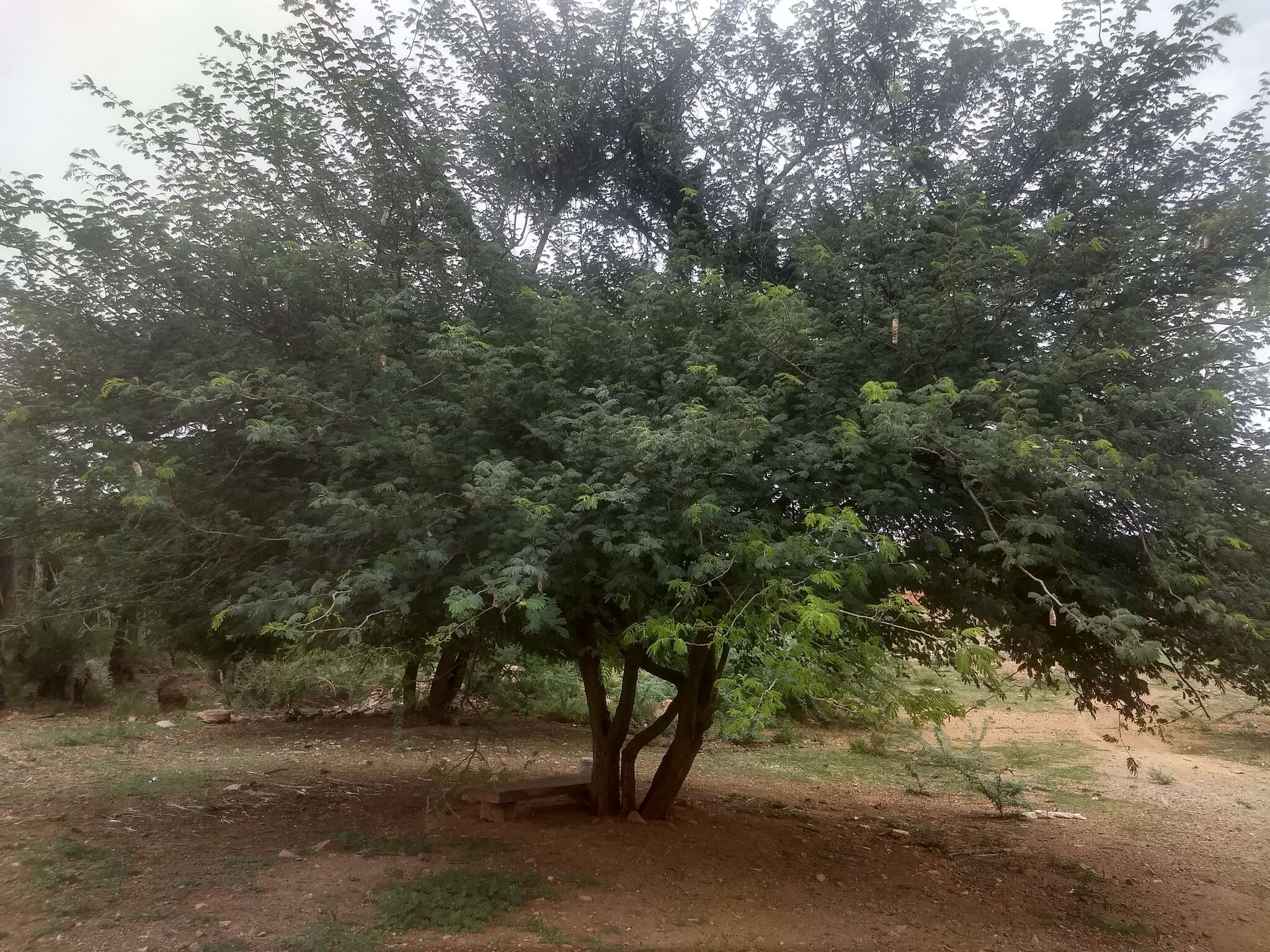 Imagem de Albizia amara (Roxb.) B. Boivin