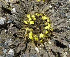 Image of Soroseris pumila Stebbins