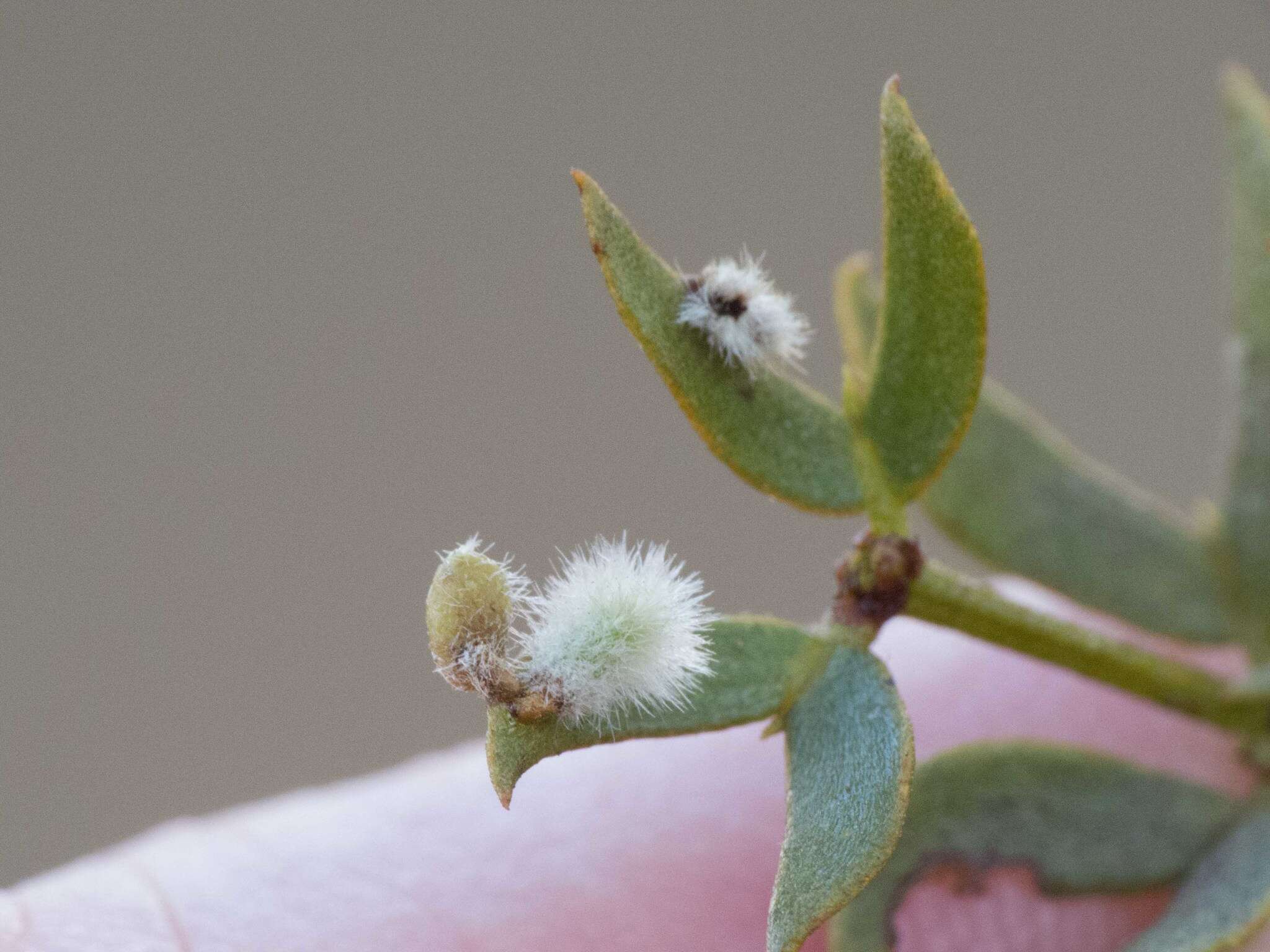 Image de Asphondylia barbata Gagne 1990