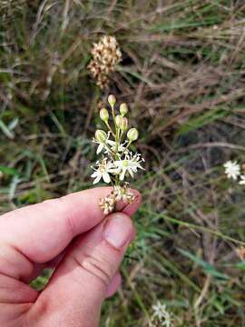 Image de Schoenolirion albiflorum (Raf.) R. R. Gates