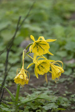 Image of Ismene amancaes (Ruiz & Pav.) Herb.